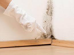 Why You Should Choose Our Mold Remediation Services in Placeholder8